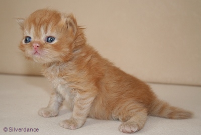 2,5 weeks old